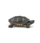 Papo Wild Life Florida-schildpad 50309